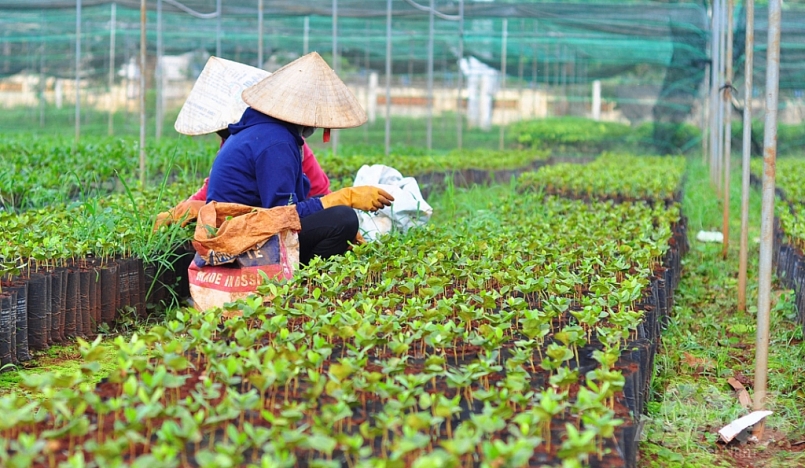 Nghệ An sắp có Trung tâm sản xuất giống cây lâm nghiệp ứng dụng công nghệ cao Nghệ An sắp có Trung tâm sản xuất giống cây lâm nghiệp ứng dụng công nghệ cao