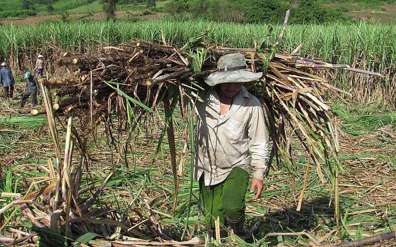 Tìm giải pháp cho ngành mía đường Việt Nam