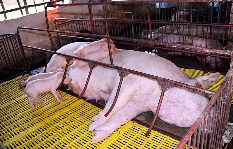 Dịch tả lợn châu Phi lan rộng, lợn chết hàng loạt tại Quảng Bình
