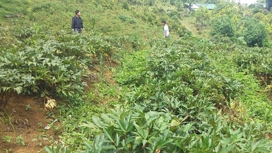 Năm 2021 Kon Tum lên kế hoạch trồng 500 ha sâm Ngọc Linh