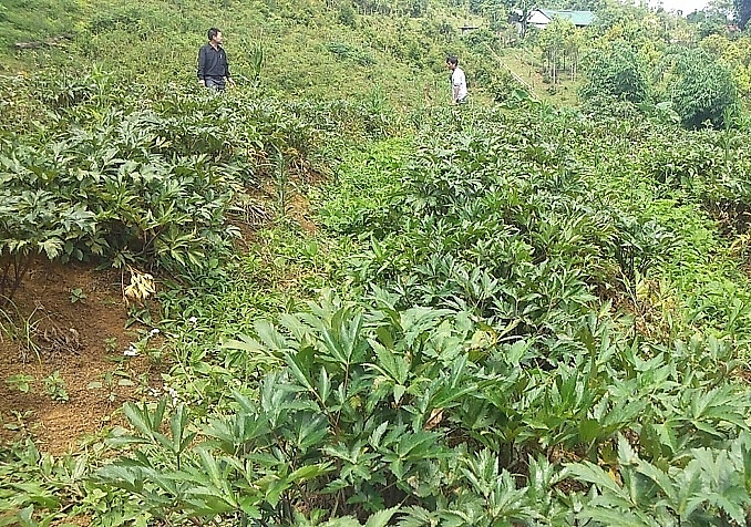 Năm 2021 Kon Tum lên kế hoạch trồng 500 ha sâm Ngọc Linh