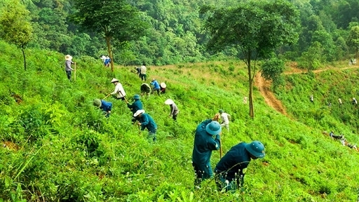 Đẩy mạnh trồng rừng tại Ninh Thuận