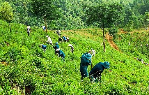 Đẩy mạnh trồng rừng tại Ninh Thuận