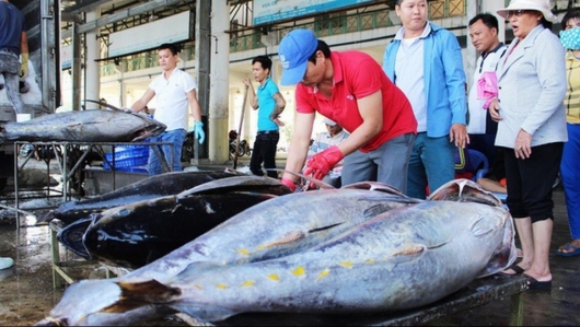 Cá ngừ Việt Nam - vươn mình vượt khó