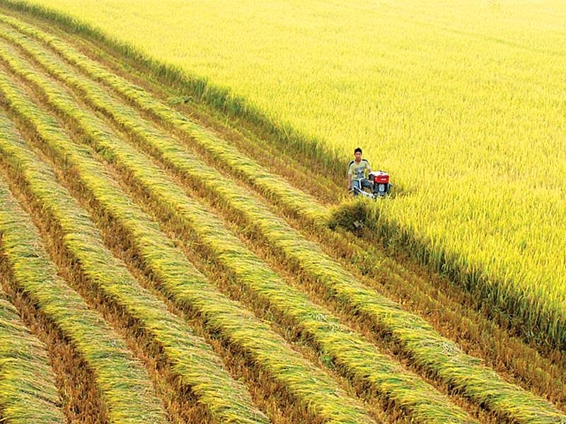 Chuyển đổi mục đích sử dụng đất trồng lúa tại Long An, Hải Dương, Thái Nguyên