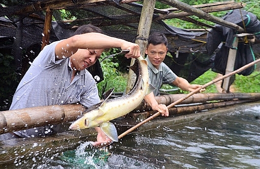 Cá tầm Trung Quốc giá rẻ, người nuôi trong nước điêu đứng