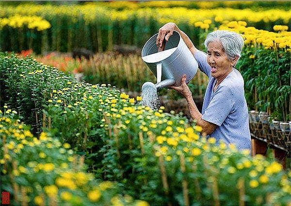 Thị trường hoa Tết 2021: Tiền Giang chuẩn bị cho thị trường lớn phía Nam