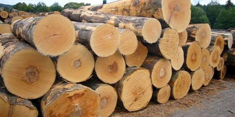 Xuất khẩu gỗ: Nâng cao cảnh giác tránh rủi ro