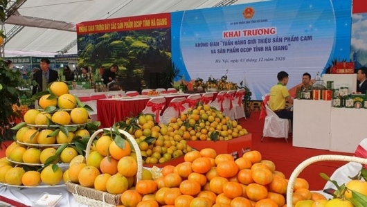 Kết nối cung - cầu, giới thiệu sản phẩm cam Hà Giang tại Quảng Ninh