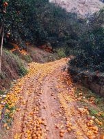 14 nghìn tấn cam sành Hà Giang đã rụng và có xu hướng rụng tiếp!!!