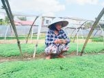 Quảng Nam: Làm giàu từ trồng cây cải con sạch