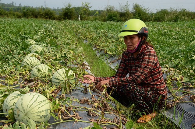 Bà Nguyễn Thị Trà buồn rầu khi nhìn dưa hấu nứt hư hỏng do quá kỳ thu hoạch