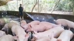Dự kiến hết quý 3 giá lợn hơi về mức 60.000 đồng/kg