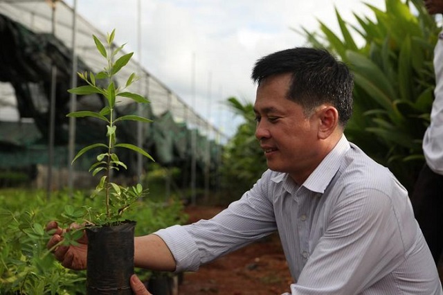 Anh Nguyễn Quang Tòa, giám đốc Công ty Cổ phần phát triển cây đàn hương và thực vật quý hiếm Tây Nguyên