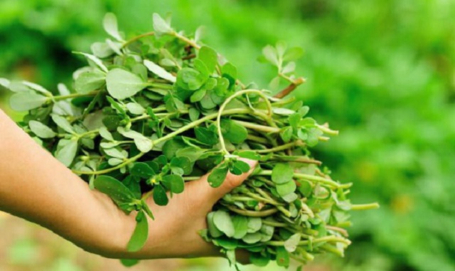 Theo ghi nhận của Tổ chức Y tế thế giới, rau sam được xếp vào danh sách loại cây có tác dụng chữa một số bệnh lý hiệu quả.