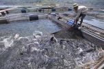 Nâng tầm sản phẩm OCOP: Đưa cá sông Đà đến mâm cơm