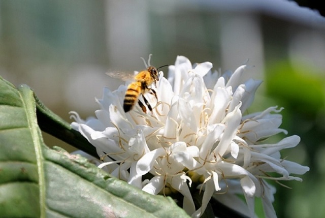 Ngành nuôi ong lấy mật đã mang lại nguồn thu nhập đáng kể cho nhiều nông dân tỉnh Đắk Lắk.