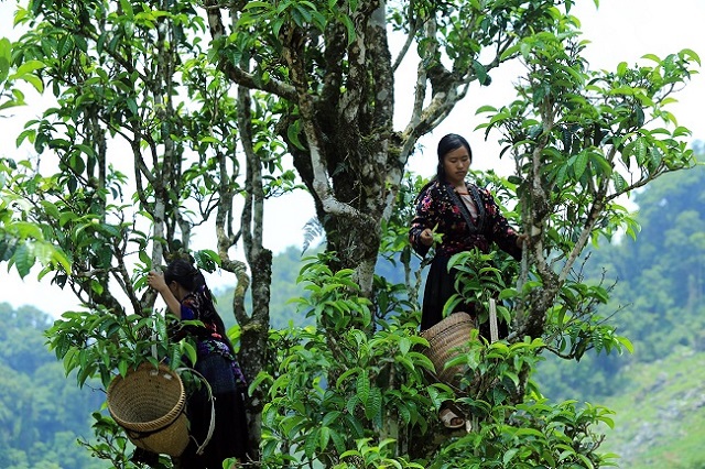 Trà Shan Tuyết cổ thụ là đặc sản hữu cơ độc đáo của Việt Nam