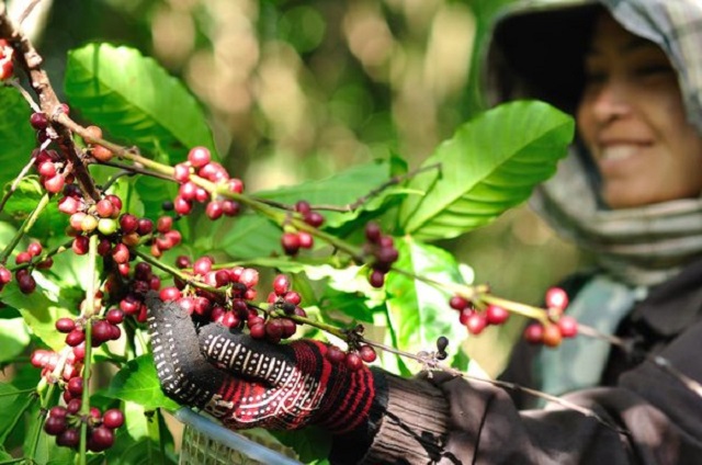 Cây cà phê là một loại cây trồng truyền thống của vùng Cầu Đất - một trong bảy vùng nguyên liệu Arabica ngon nhất thế giới hiện nay
