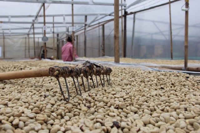 Sản phẩm trà Cascara làm từ vỏ quả cà phê Arabica sẽ góp phần làm tăng giá trị kinh tế cho cây cà phê Cầu Đất
