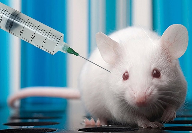 Việt Nam tiêm thử vắc-xin phòng Covid-19 trên chuột