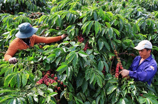 Xen canh cà phê với các loại cây trồng khác mang lại nhiều lợi thế về kỹ thuật, cải thiện môi trường sinh thái cho vườn cây