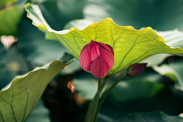 Có thể thấy hoa sen từ bao đời nay đã trở thành một biểu tượng của người dân xứ Huế