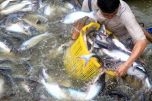 Gỡ khó cho ngành cá tra