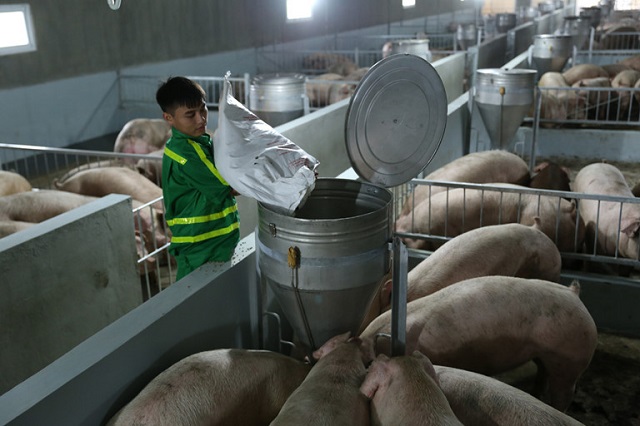 Tái đàn lợn để tăng nguồn cung là yếu tố cần thiết để bình ổn giá thịt lợn