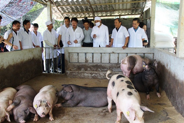 Dịch tả lợn châu Phi có thể tái phát ở bất kỳ địa phương nào nên việc tái đàn lợn phải chú ý đến an toàn sinh học