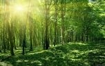 Cần đẩy mạnh việc cấp chứng chỉ quản lý rừng bền vững