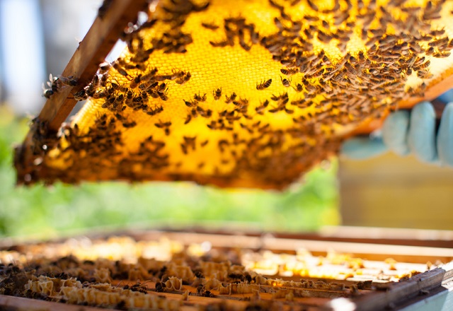 Mật ong bạc hà là một trong những đặc sản nổi tiếng của Hà Giang nó cũng là loại mật ong đặc sản của Việt Nam