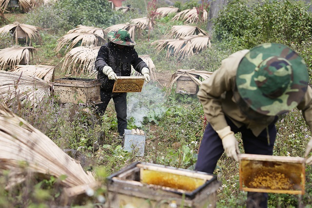 Chất lượng mật ong bạc hà gắn liền với phương thức nuôi ong truyền thống có từ lâu đời của người dân tại cao nguyên đá Đồng Văn