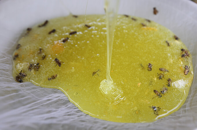 Mật ong bạc hà thường có màu xanh nhạt hoặc vàng chanh, mùi hương của nó đặc trưng như cây bạc hà, ngọt, thanh mát dễ chịu