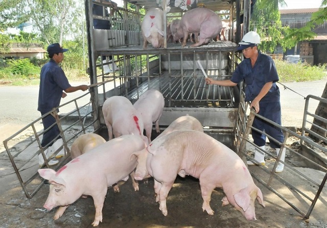 Giá thịt lợn hôm nay 12/5 không có dấu hiệu hạ nhiệt, nhiều địa phương tăng mạnh