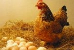 Sức khỏe: Trứng gà và những bổ ích công dụng