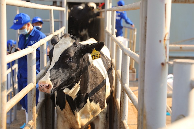Đàn bò được nhập khẩu tuân thủ quy trình thú ý quốc tế