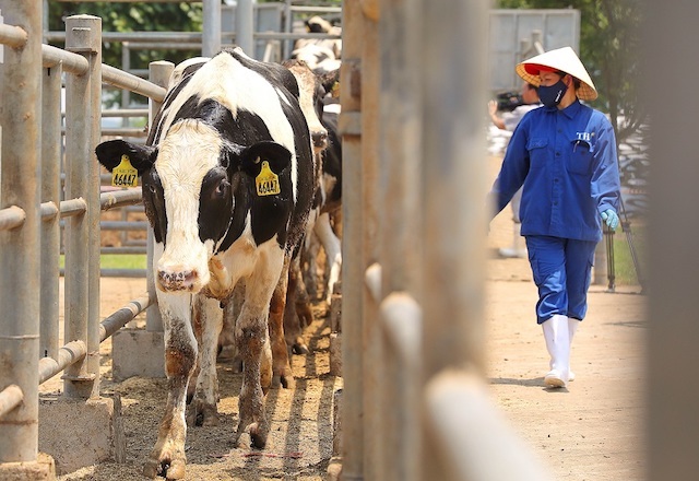 Bò sữa Mỹ HF nhập trại nuôi cách ly Tân Đáo