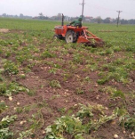 Vùng nguyên liệu: Tiên phong đưa giống khoai tây thành mặt hàng nông sản chủ lực của địa phương