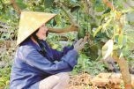 Khởi nghiệp 2020: Cô giáo nghỉ việc, chế xuất nông sản làm mỹ phẩm thiên nhiên