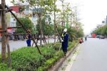 Hà Nội: Bảo vệ hệ thống cây xanh trong quá trình cải tạo, chỉnh trang vỉa hè các tuyến đường