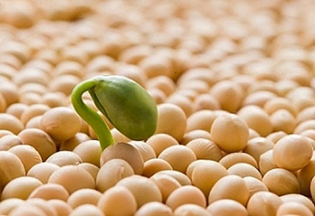 Mầm đậu nành có chứa nhiều thành phần dinh dưỡng mang lại hiệu quả cho những người bị suy dinh dưỡng.