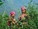 Nâng tầm sản phẩm OCOP: Đến Hà Giang thưởng thức hồng trà 5 sao