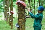 Tổng cục Lâm nghiệp: Trao Chứng chỉ quản lý rừng bền vững cho 11,4 nghìn ha cao su
