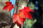 Lợi ích bất ngờ của lá phong đỏ trong lĩnh vực làm đẹp