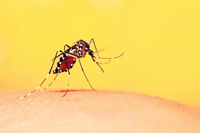 Muỗi Aedes aegypti hay muỗi vằn là nguyên nhân chính làm bùng phát dịch sốt xuất huyết