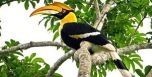 TT - Huế: Thả về rừng cá thể chim Hồng Hoàng bị lạc vào nhà dân