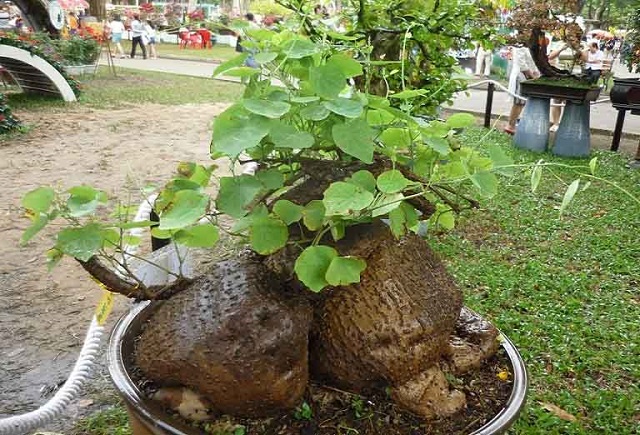 Củ và thân bình vôi là một loại cây có kết cấu thành phần lạ hơn so với các loại thực vật dạng củ khác