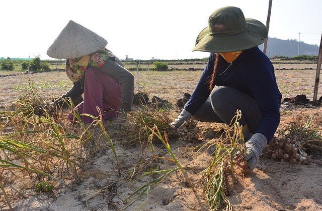 Bên cạnh đi biển, trồng tỏi được xem là nghề chính và mang lại nguồn thu nhập chủ yếu của người dân Lý Sơn