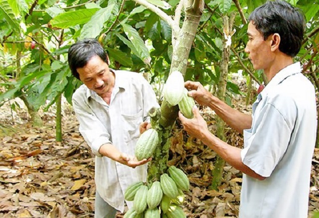 trồng cacao ở bình phước